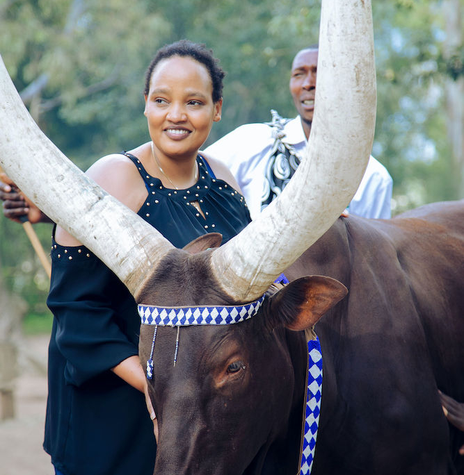 National Museum of Rwanda. Long horned Inyambo, traditionally royal cattle.